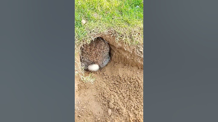 Rabbit while digging the hole