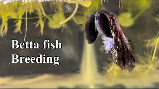 Betta Fish Breeding Procedure | Fighter Fish laying eggs