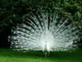 White Peacock, in his heavenly beauty / Weisser Pfau in seiner paradiesischen Schönheit