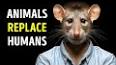 The Fascinating World of Animal Intelligence ile ilgili video