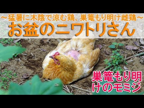 お盆のニワトリさん～猛暑に木陰で涼む鶏、巣篭もり明けの雌鶏～