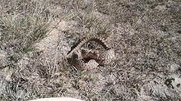 run-in with feisty little gopher snake