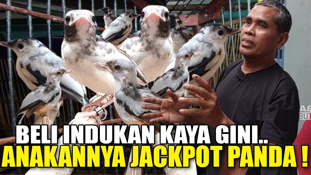 TERNYATA ! MURAI PANDA SEHARGA 250 JUTA DARI INDUKAN KAYA GINI SEMUA SALAH KAPRAH