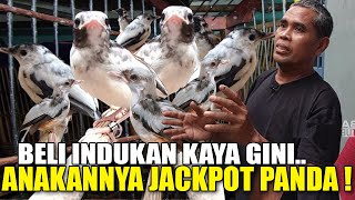 Download Lagu TERNYATA ! MURAI PANDA SEHARGA 250 JUTA DARI INDUKAN KAYA GINI SEMUA SALAH KAPRAH MP3