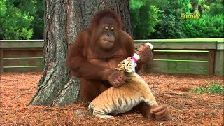 The Awesome Macho Khan- | Orangutan Babysits Tiger Cubs