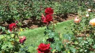 162_0382.MOV