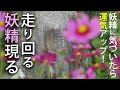 幸運を運び中！？走り回る妖精現る！境内に住む花の妖精か！？コスモス寺