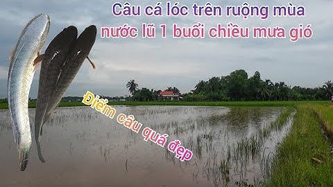 Tập 10✅ Câu cá lóc trên ruộng lúa mùa nước nổi vào 1 buổi chiều mưa gió 