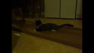 Cat And Moving Box
