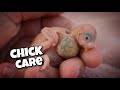 Caring for newborn baby budgies