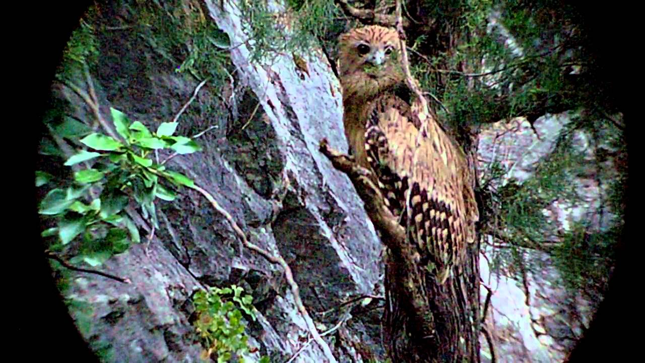 Brown Fish Owl 