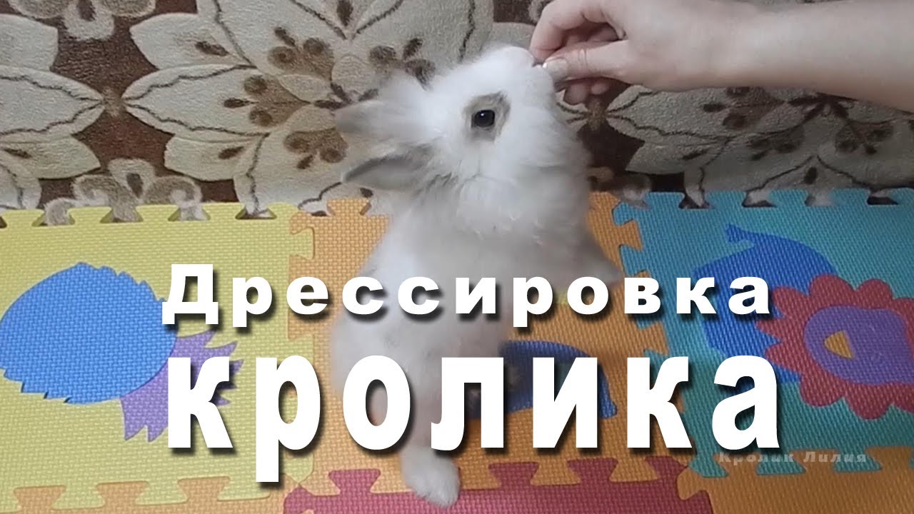 Дрессировка кролика командам "Ко мне", "Стойка", "Кружись". Часть 1 Training rabbit