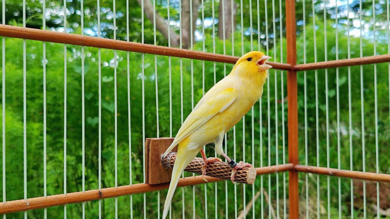 Image showcasing 🐤 Magical Yellow Canary Singing Practice - You Won't Believe This Voice ...