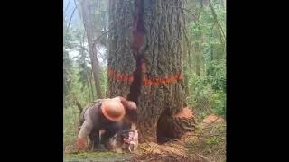 Le Bucheron De Lextrème...