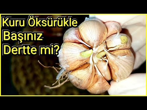 kuru öksürüğü şıp diye kesen balgam söktürücü kür/ev yapımı antibiyotik