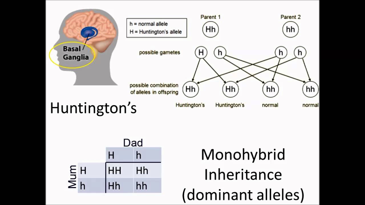 Monohybrid Inheritance Dominant Alleles YouTube monohybrid-inheritance-dominant-alleles-youtube