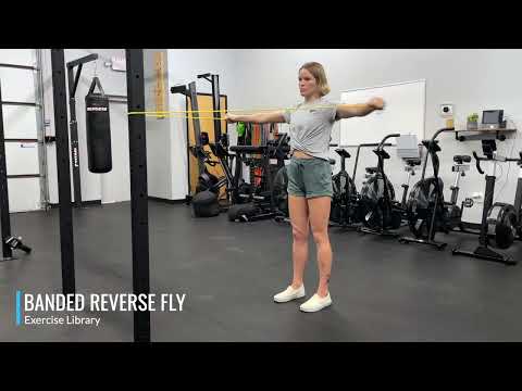 Banded Reverse Fly