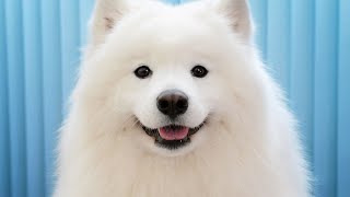 Introducing Your Samoyed to a New Dog  Tips and Guidelines for a Successful Meeting