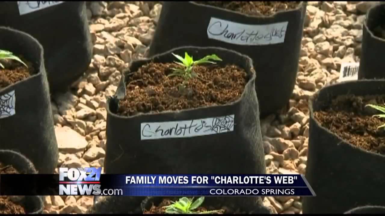 Family moves to Colorado Springs for oil-based medical marijuana
