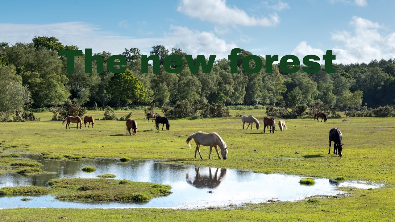 My new forest adventure ep1 - YouTube