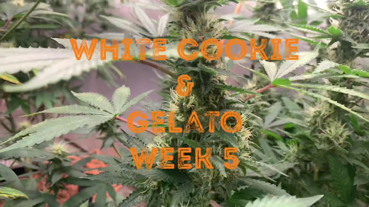 Day 35 (Week 5) of  Flower White Cookie And Gelato (Mainlining)