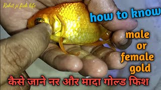 How to know male or female gold fish, male or female identify