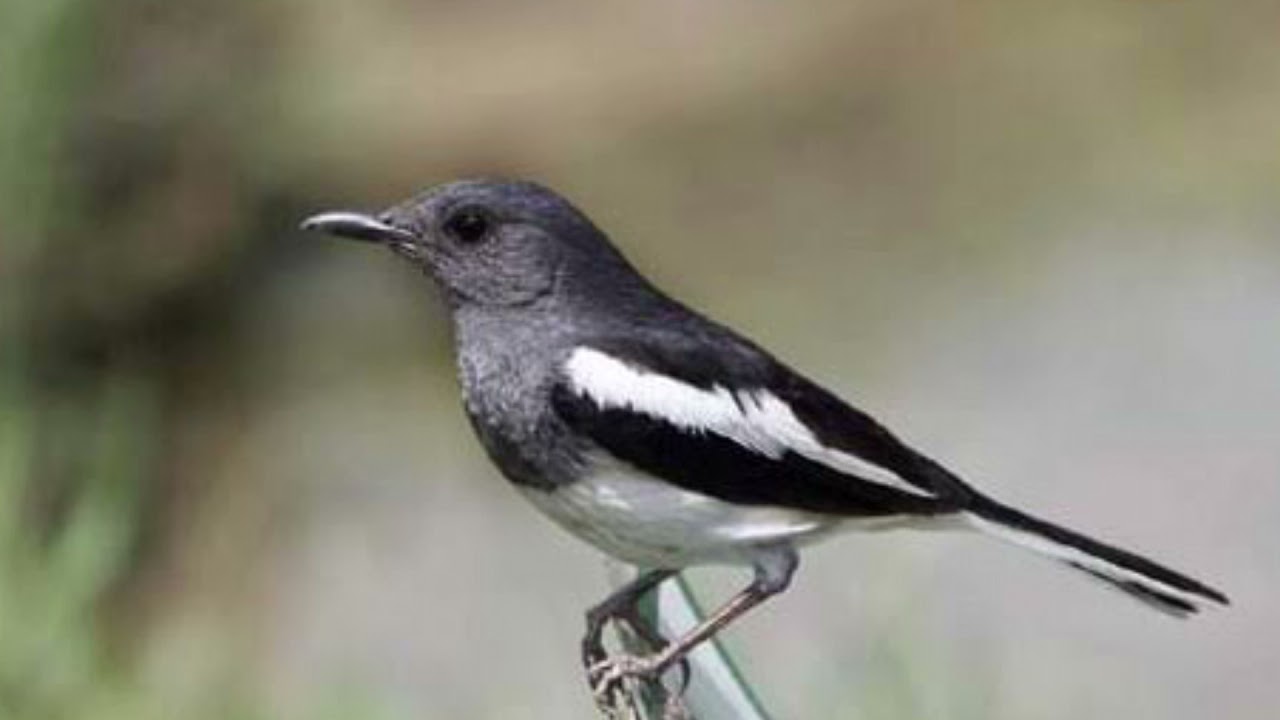 Terapi kacer macet bunyi stres drop mental