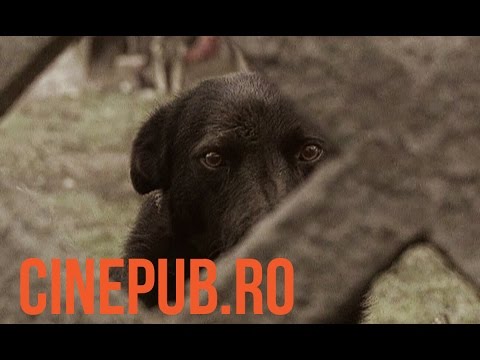 Video: Viața Unei Stele De Film Canine