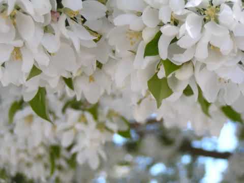 Wolfsheim - Wundervoll (English lyrics below)
