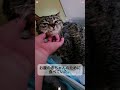 野良犬に追い詰められていた母猫…お腹には小さな命がいました