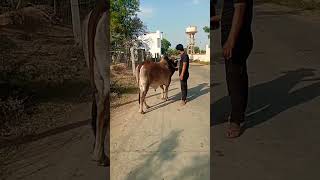 animal lover 🐕‍🦺