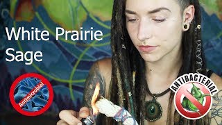 Burning Sage Does It Really Work? Science Behind Smudging