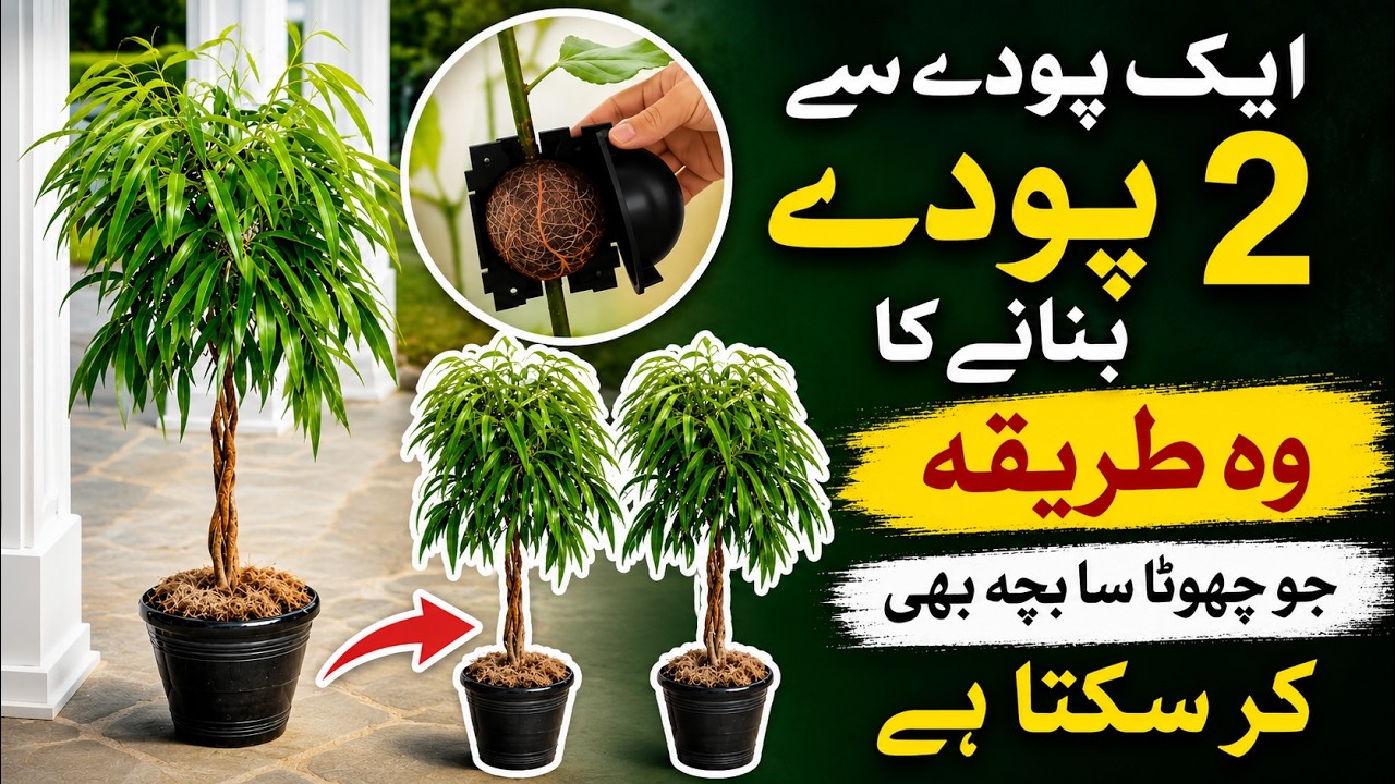 Turn 1 Plant Into 2 for FREE! | Itna Aasan Ke Bachcha Bhi Kar Sakta Hai