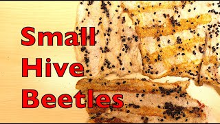 How To Combat Small Hive Beetles