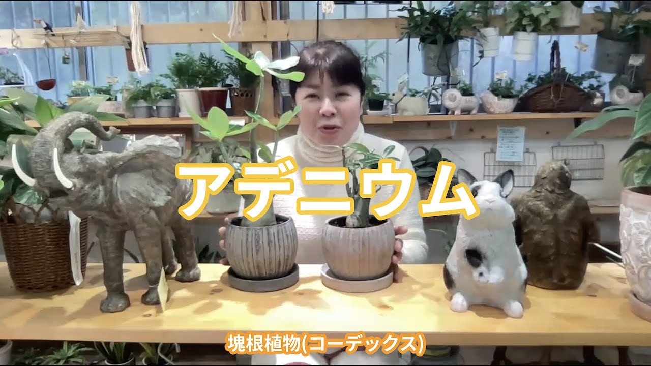 アデニウム の魅力と育て方 [ 福岡 糸島 観葉植物 & 雑貨 店 ] - YouTube