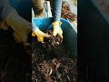 “Mulching = 2X Crop Growth?”#farming #youtubeshorts #viral