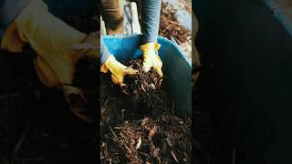 “Mulching = 2X Crop Growth?”#farming #youtubeshorts #viral
