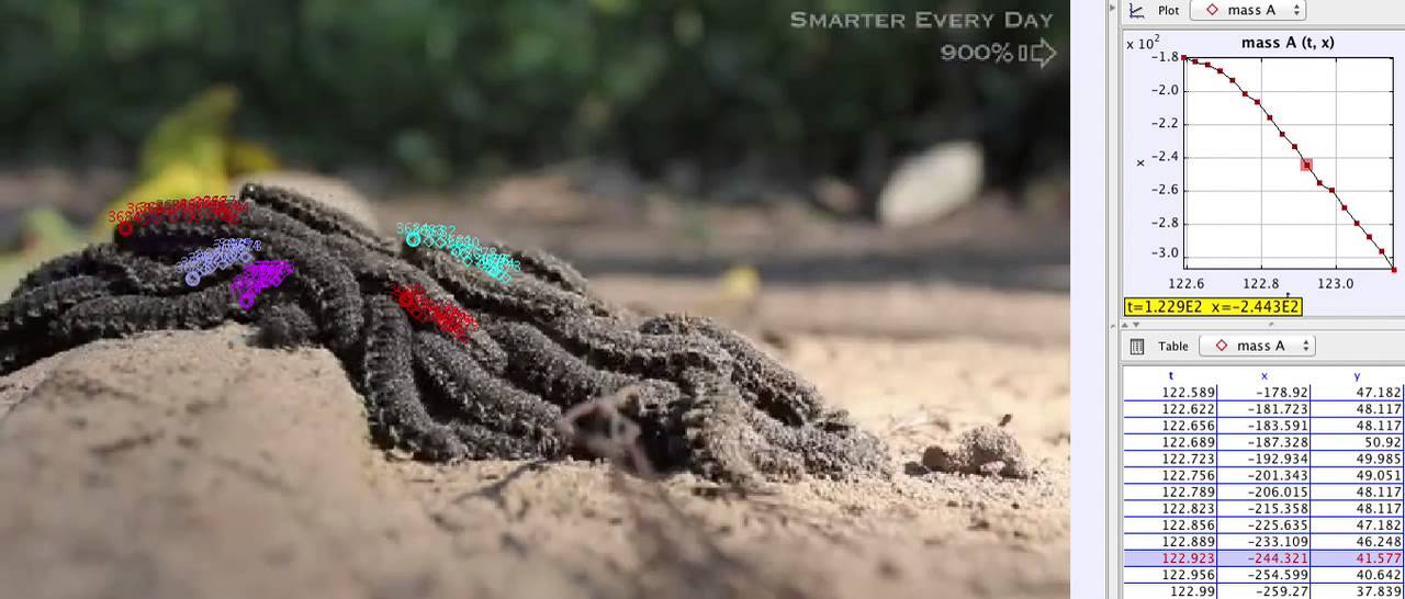 Tracking Swarming Caterpillars in the Amazon Rainforest YouTube