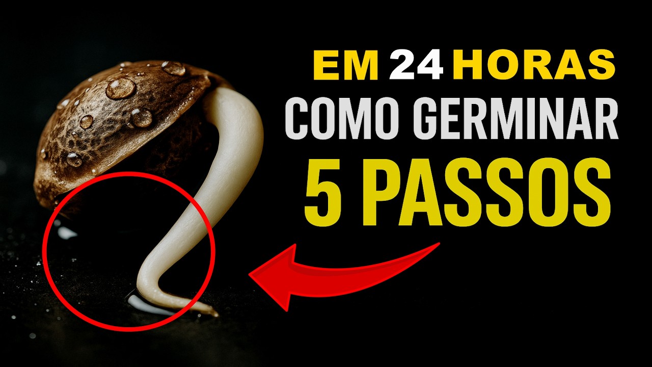 COMO GERMINAR SEMENTE DE  MACONHA CANNABIS  PRENSADO - COMO PLANTAR MACONHA MEDICINAL  - 5 PASSOS -
