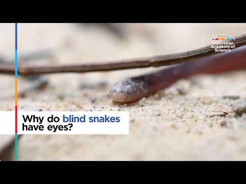 Video: Hva oss en blind orms stikk?