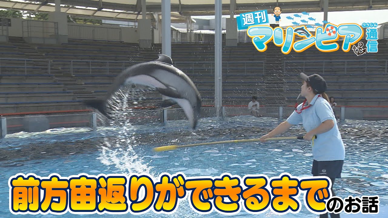 週刊マリンピア通信　＃187 前方宙返りができるまで