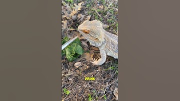 Get your Bearded Dragon to drink water! #shorts #reptiles #beardeddragon #lizard