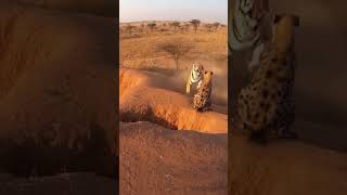 Nature’s Brutal Truth #AnimalBattle #WildReality #NatureLife