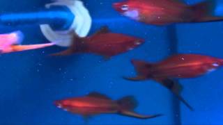 Orange Swordtail (Xiphophorus hellerii) - Tropical Fish