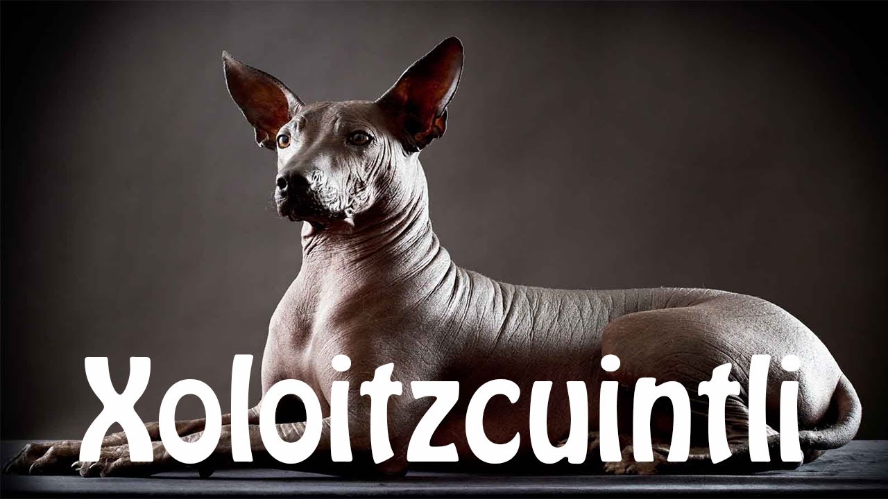 How To Pronounce Xoloitzcuintli - YouTube
