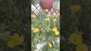 Beautiful Moss Rose Thank You So Much For All Your Love And Support