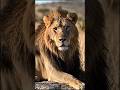Lion #education #study #science #facts #animals #nature #wildlife #viral #shorts #viralvideo #short