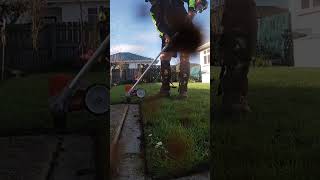 How I use the sthil lawn edger it’s a bit short for me subscribe youtube lawncare