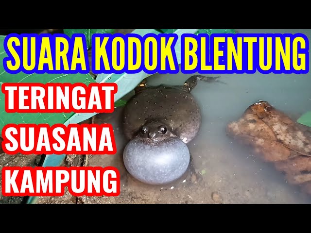 SUARA KODOK BELENTUNG BERNYANYI class=