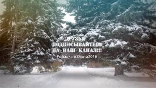 Охота на Лося с Лайками видео Рыбалка и Охота 2016 Охота на Лося с Лайками видео Рыбалка и Охота 2016